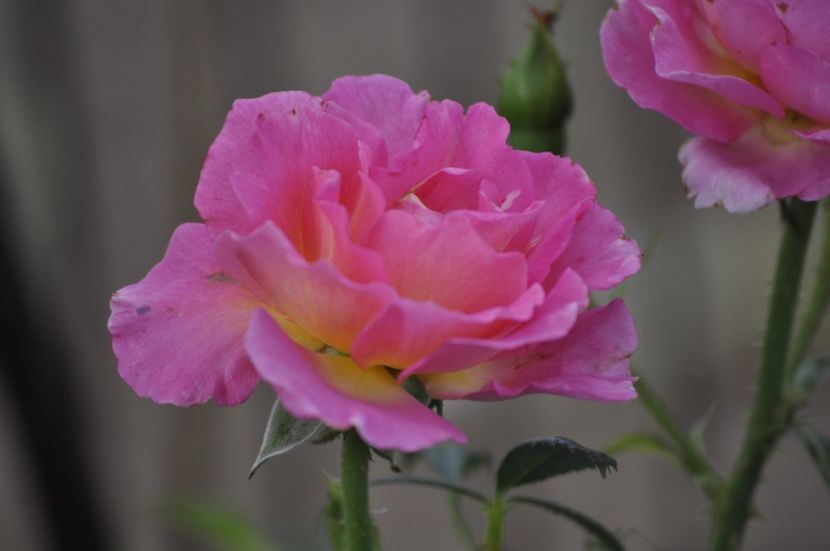 _DSC0072 - VARA 2021_7