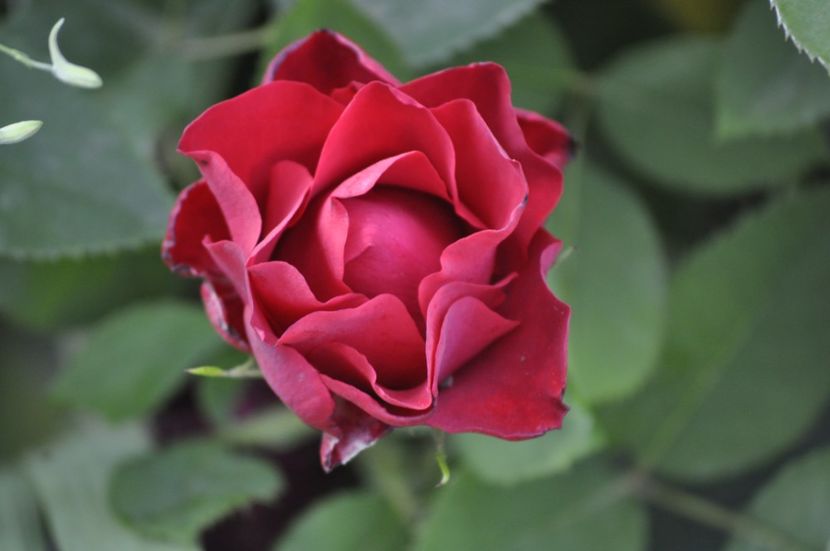 _DSC0074 - VARA 2021_7