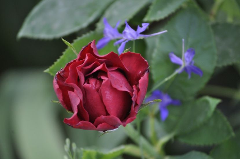 _DSC0075 - VARA 2021_7