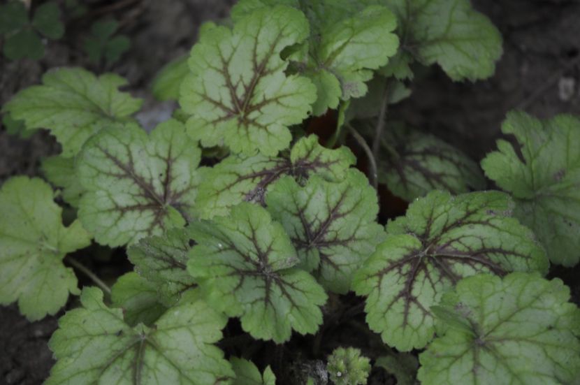 _DSC0077 - VARA 2021_7