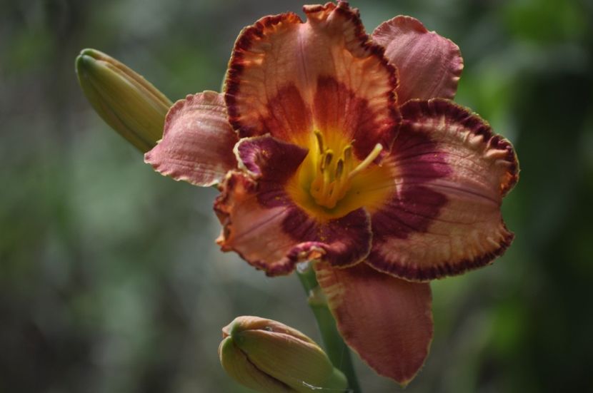 _DSC0078 - VARA 2021_7