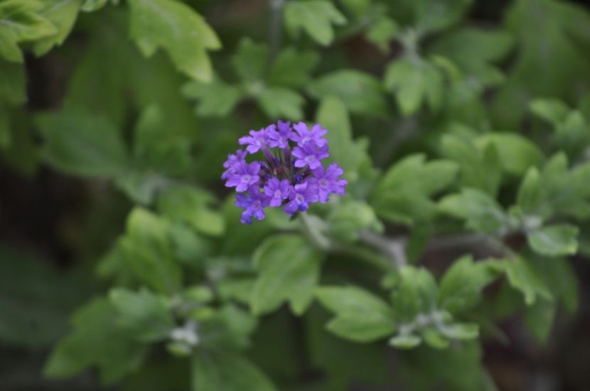 _DSC0081 - VARA 2021_7