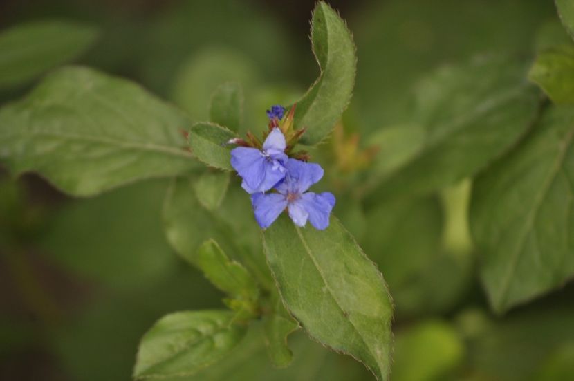 _DSC0088 - VARA 2021_7