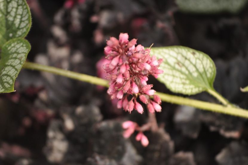 _DSC0089 - VARA 2021_7