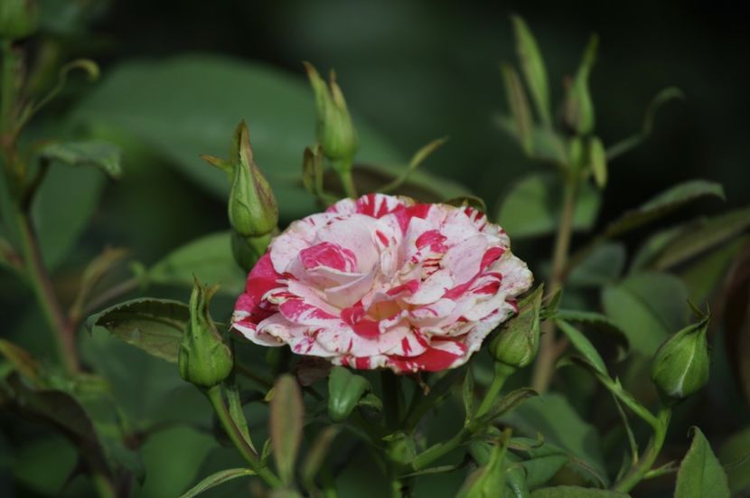 _DSC0091 - VARA 2021_7