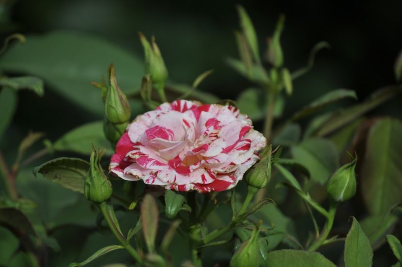 _DSC0092 - VARA 2021_7