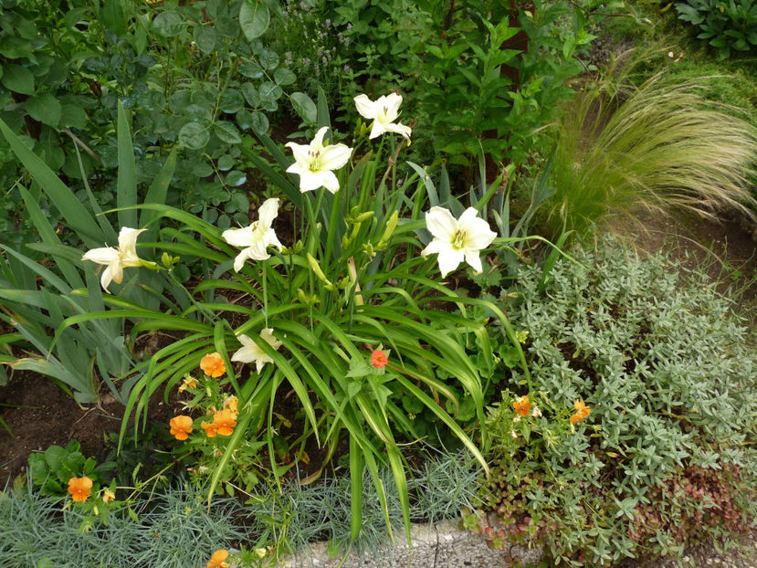  - Hemerocallis
