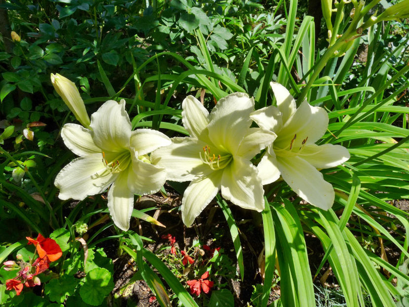  - Hemerocallis