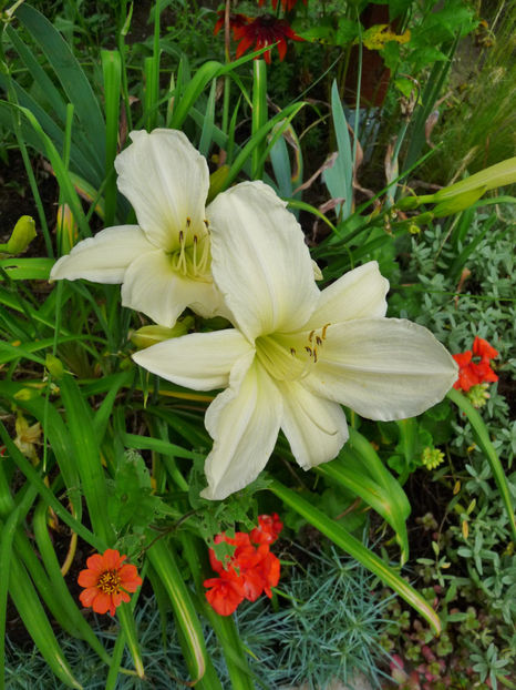  - Hemerocallis