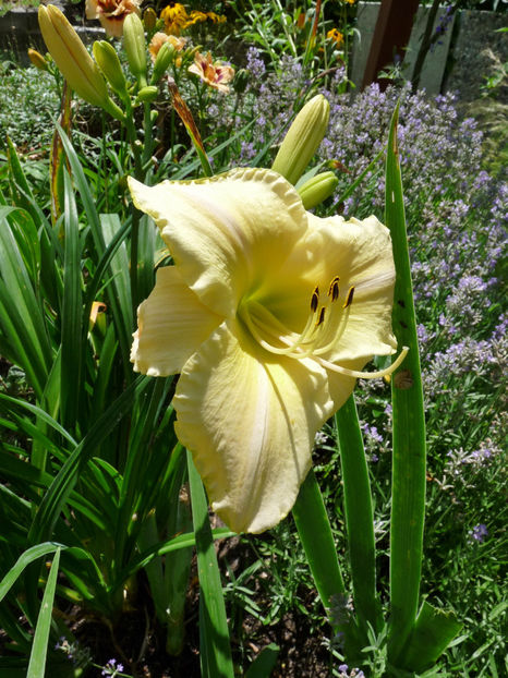  - Hemerocallis