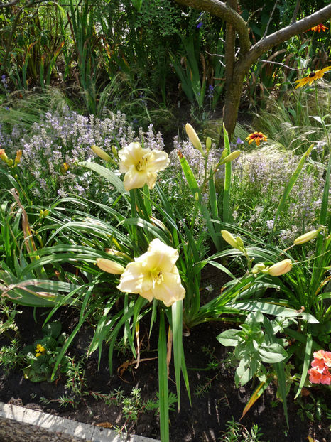  - Hemerocallis