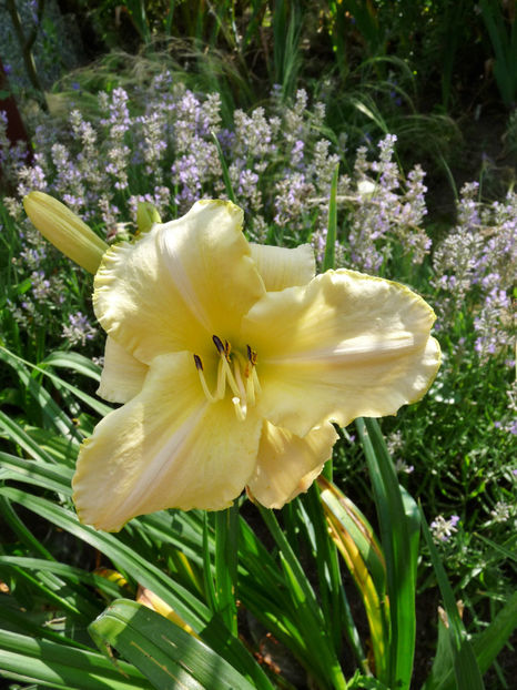  - Hemerocallis