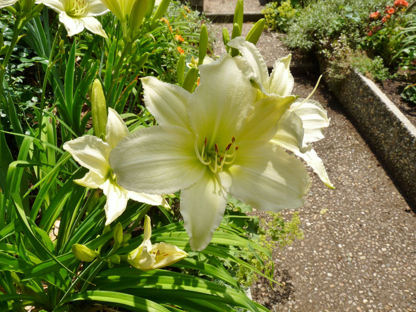  - Hemerocallis
