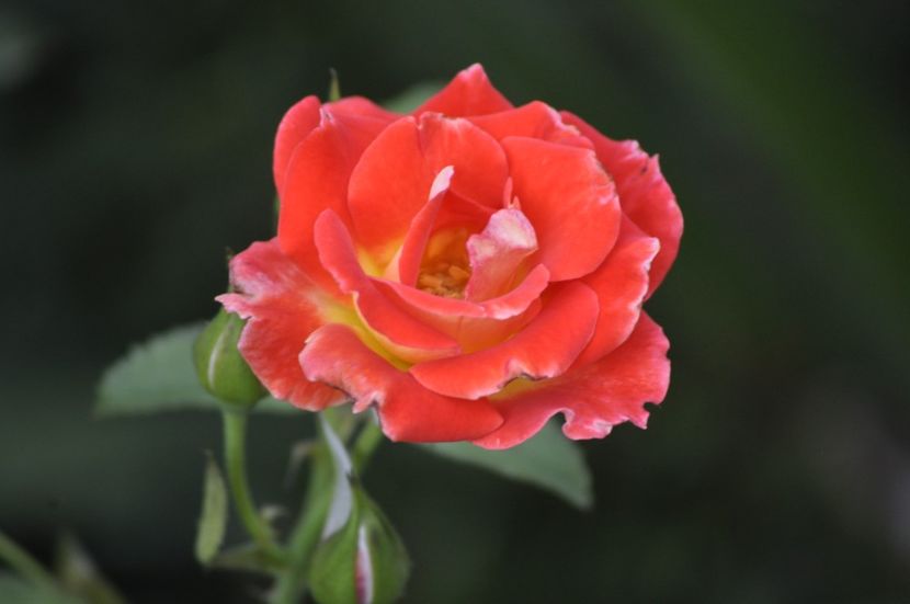 _DSC0077 - VARA 2021_8