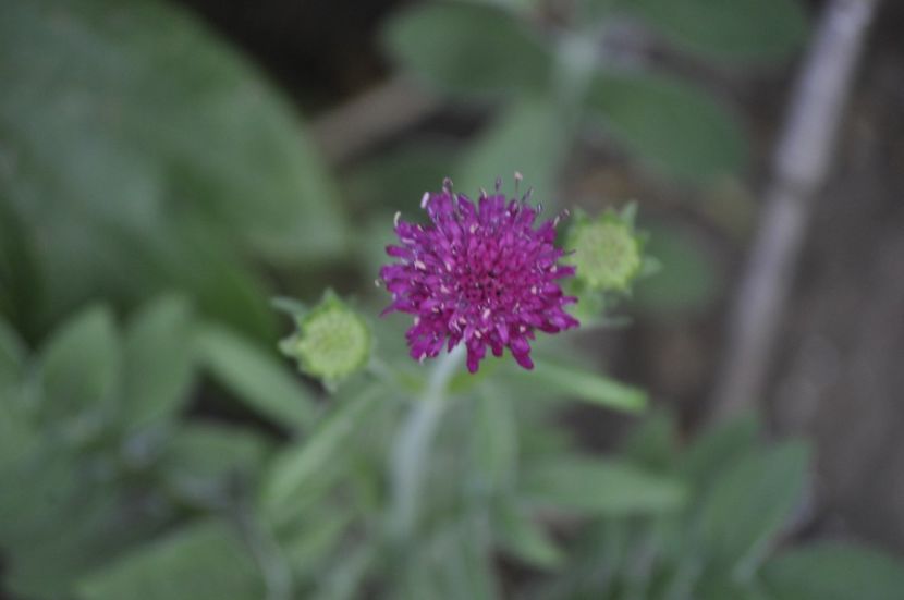 _DSC0079 - VARA 2021_8