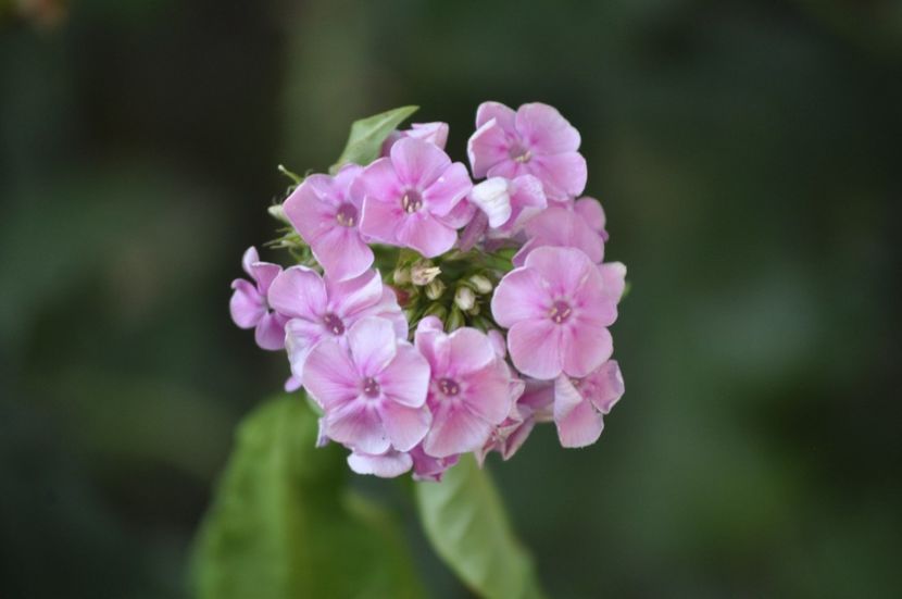 _DSC0087 - VARA 2021_8