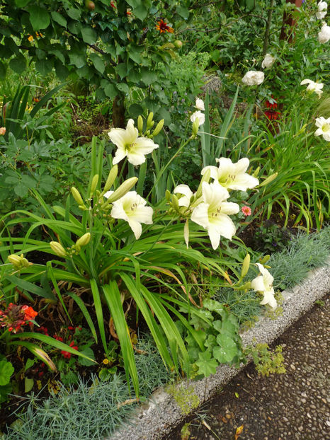  - Hemerocallis