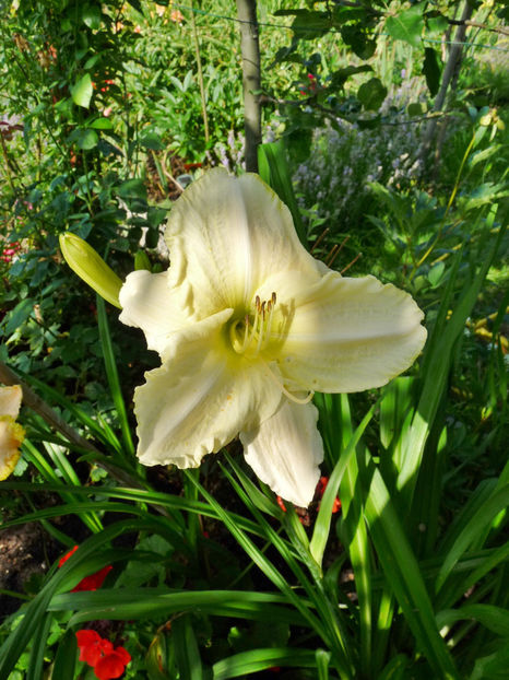  - Hemerocallis