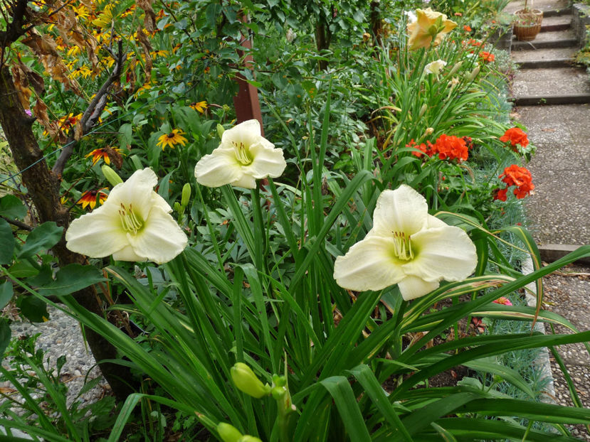  - Hemerocallis