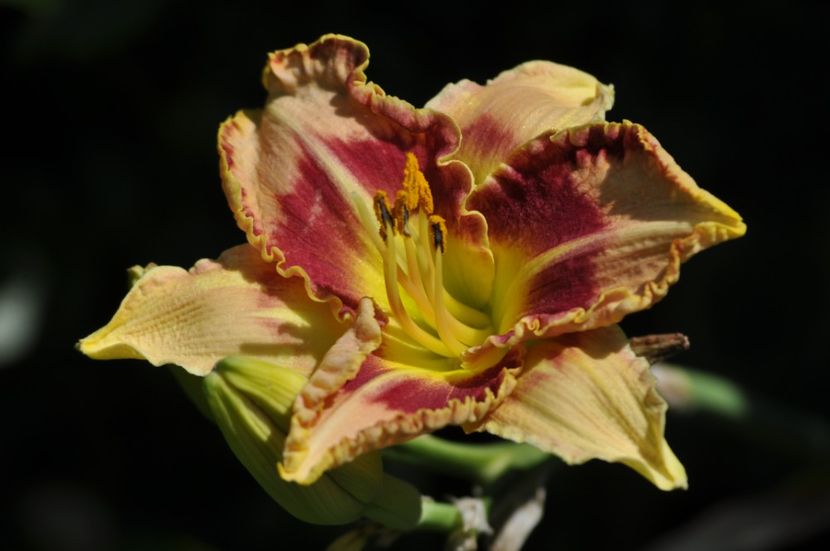 _DSC0120 - VARA 2021_8