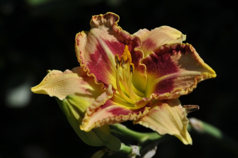 _DSC0121 - VARA 2021_8
