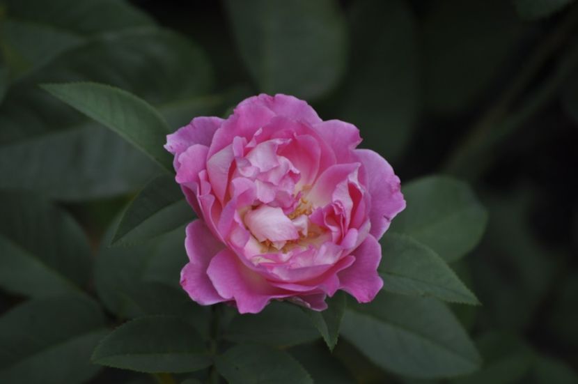 _DSC0144 - VARA 2021_8