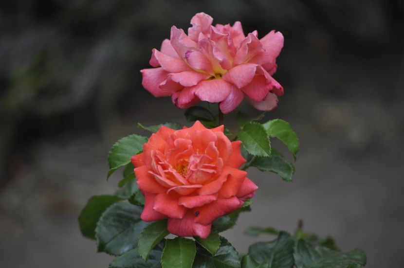 _DSC0157 - VARA 2021_8
