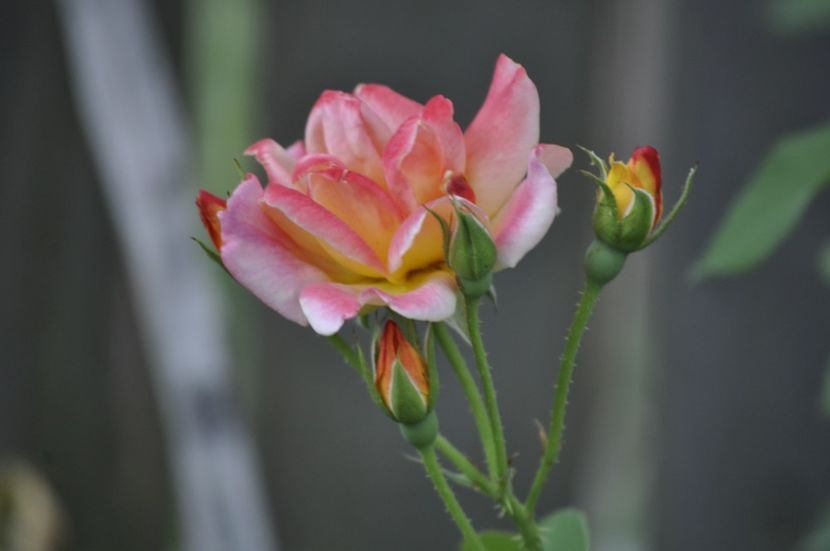 _DSC0181 - VARA 2021_8