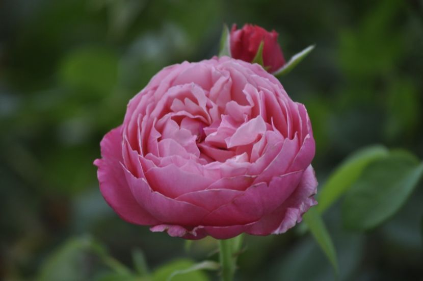 _DSC0188 - VARA 2021_8