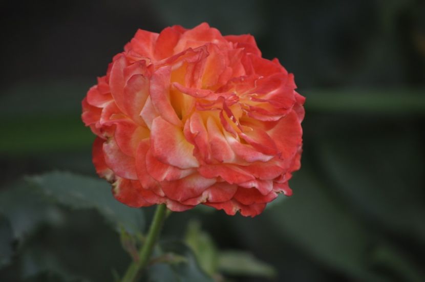 _DSC0236 - VARA 2021_8