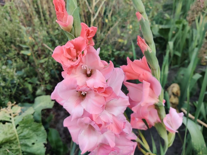  - Gladiole
