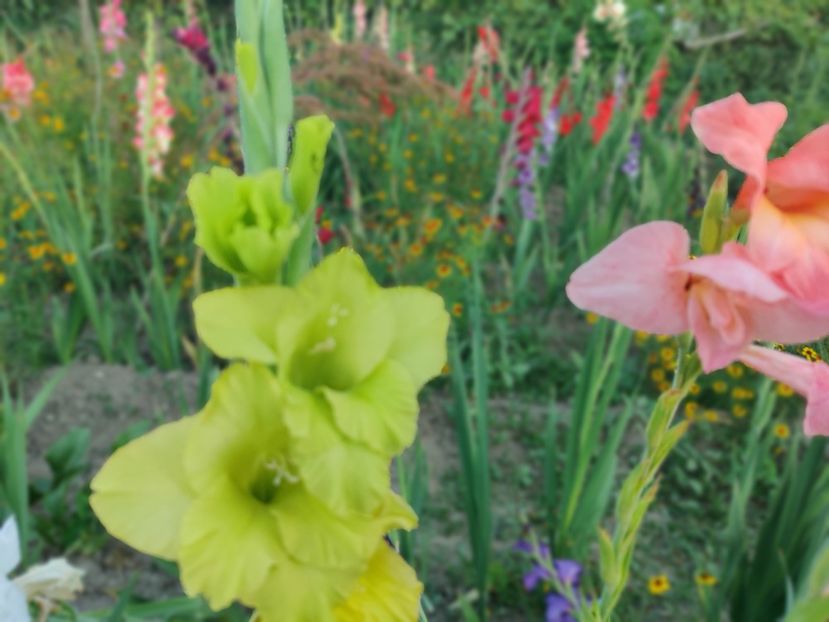 Green star - Gladiole