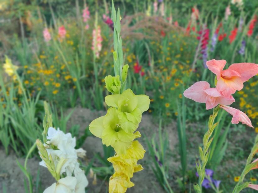  - Gladiole
