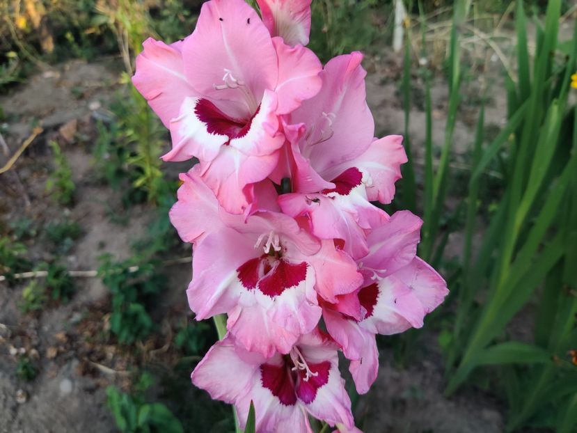  - Gladiole