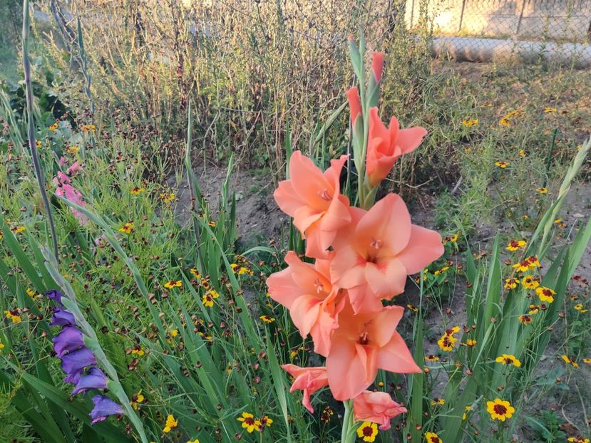 Hibrid portocaliu - Gladiole
