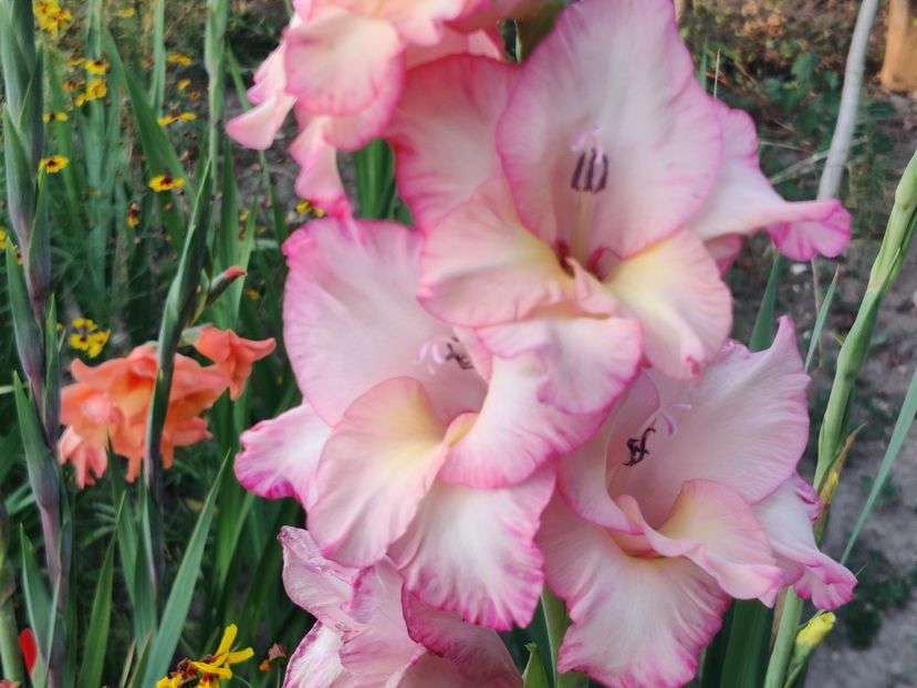 Priscilla - Gladiole