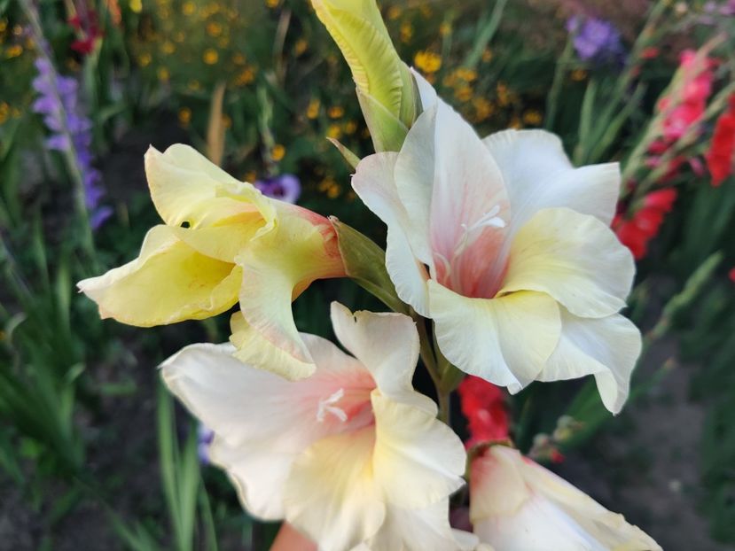  - Gladiole