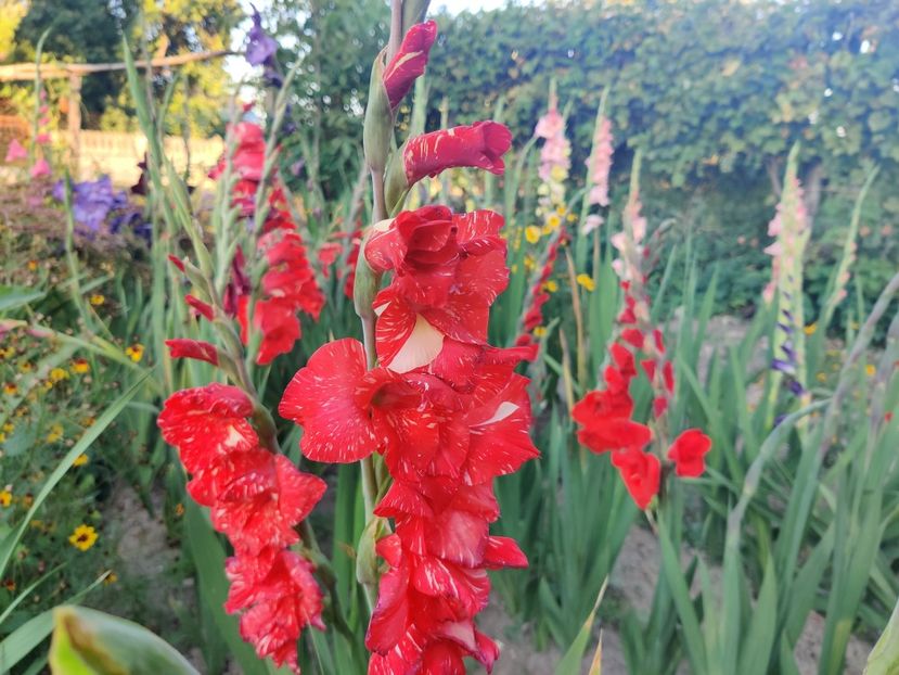  - Gladiole