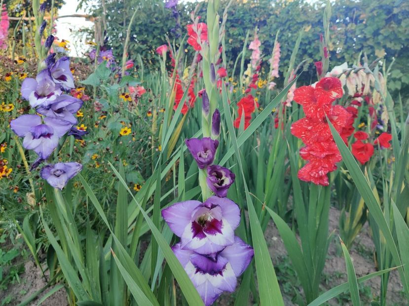  - Gladiole