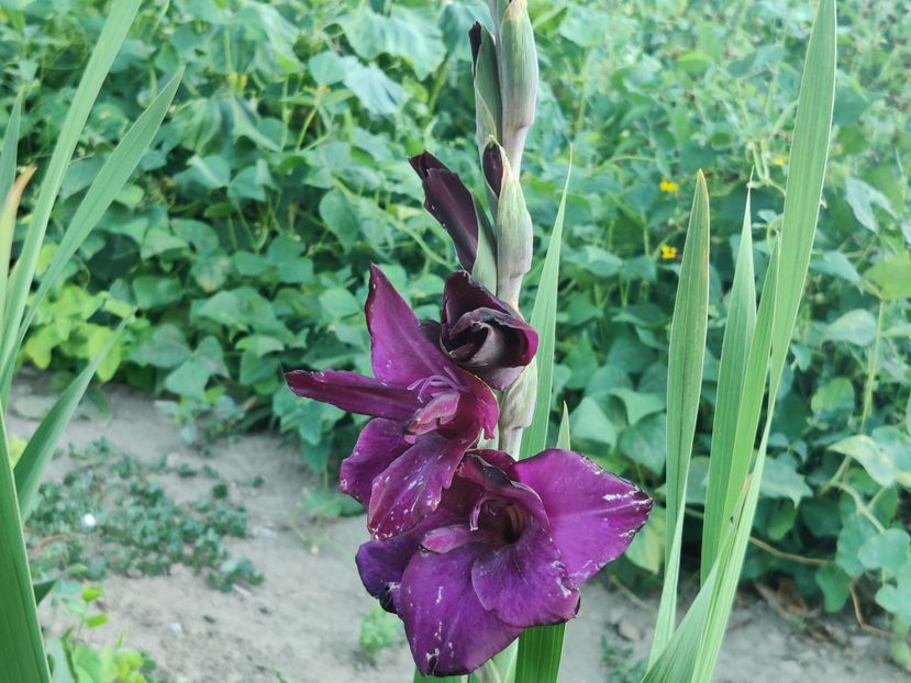 Purple flora - Gladiole