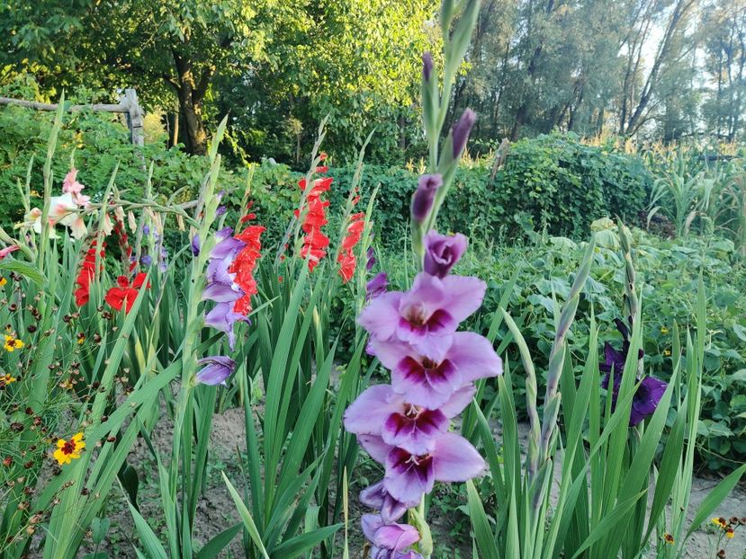  - Gladiole