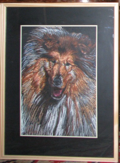 ciobanesc scotian COLLIE; pastel pe carton, format A4, paspartu si inramat
