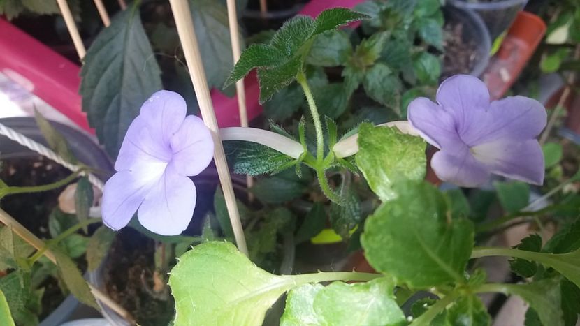 Annie belle - Achimenes varietati - drumul florilor