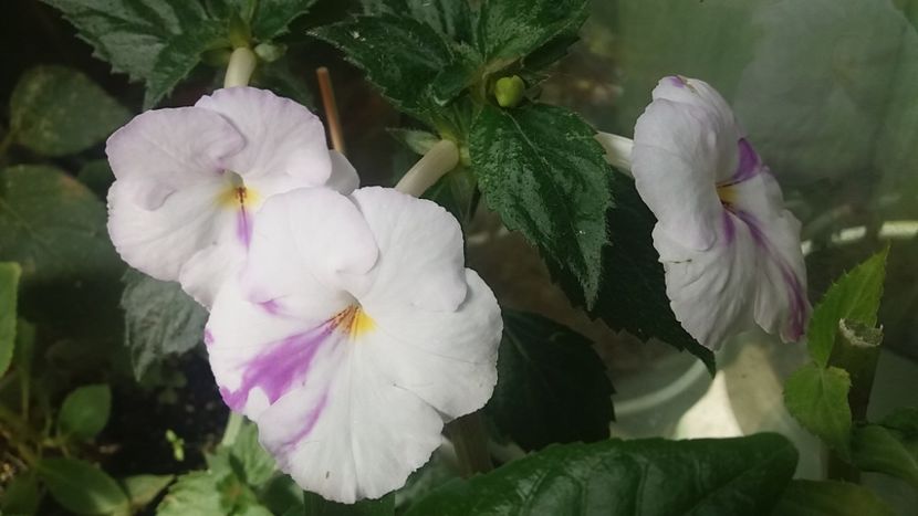  - Achimenes varietati - drumul florilor