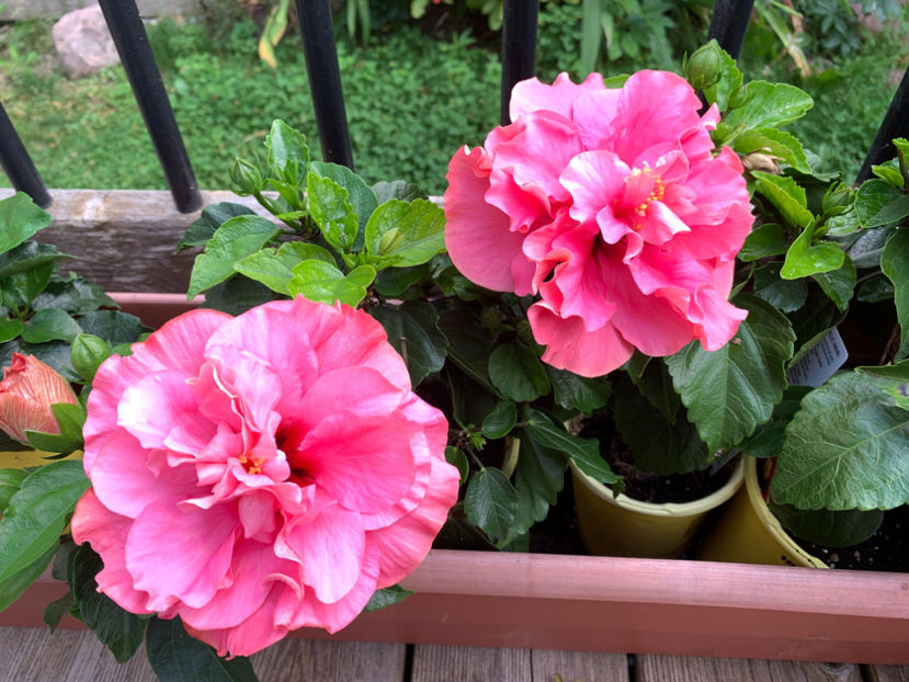  - Jurnalul gradinii 2021