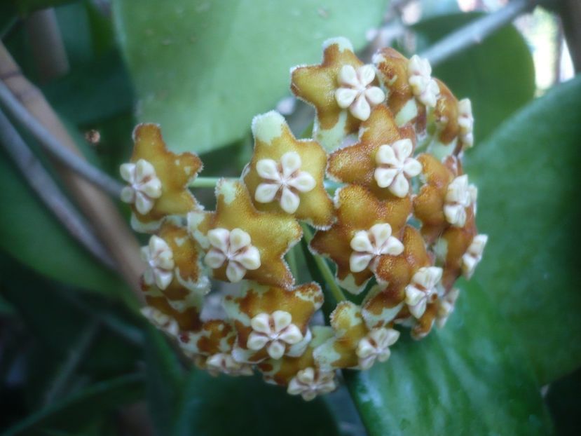 P1500464 - HOYA 2021-2