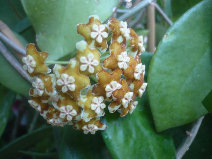 P1500465 - HOYA 2021-2