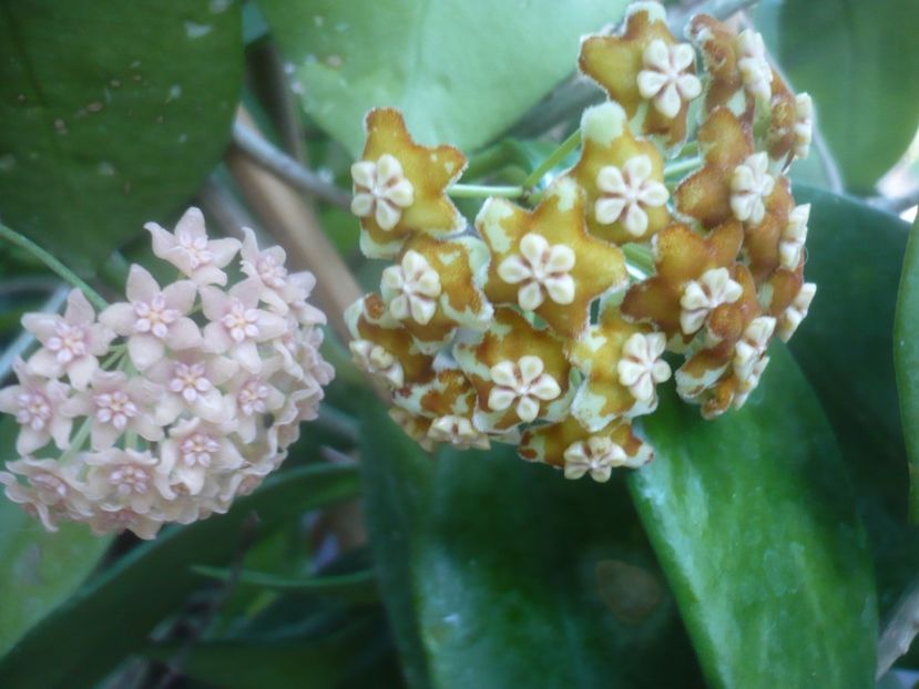 P1500467 - HOYA 2021-2