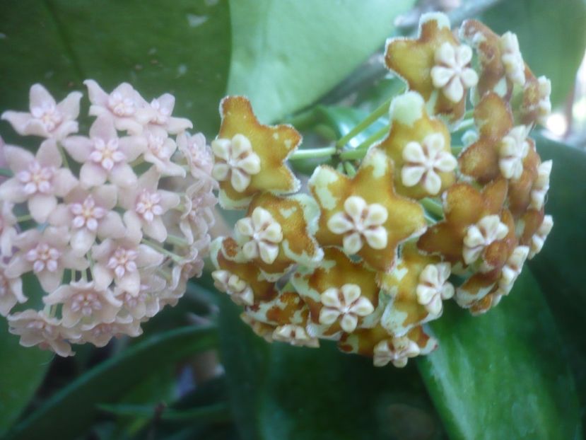 P1500468 - HOYA 2021-2