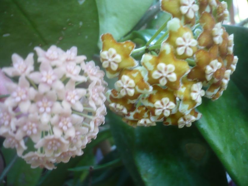 P1500469 - HOYA 2021-2